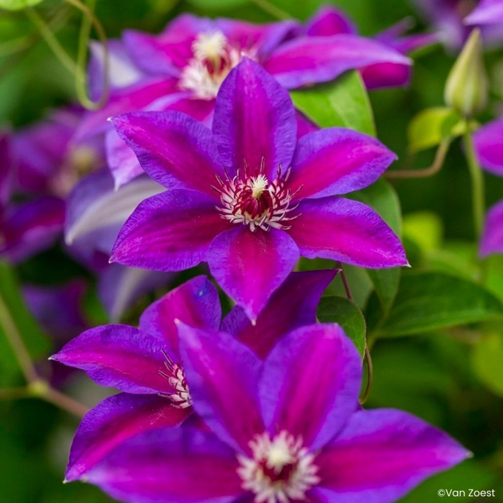 Clematis Have Fun