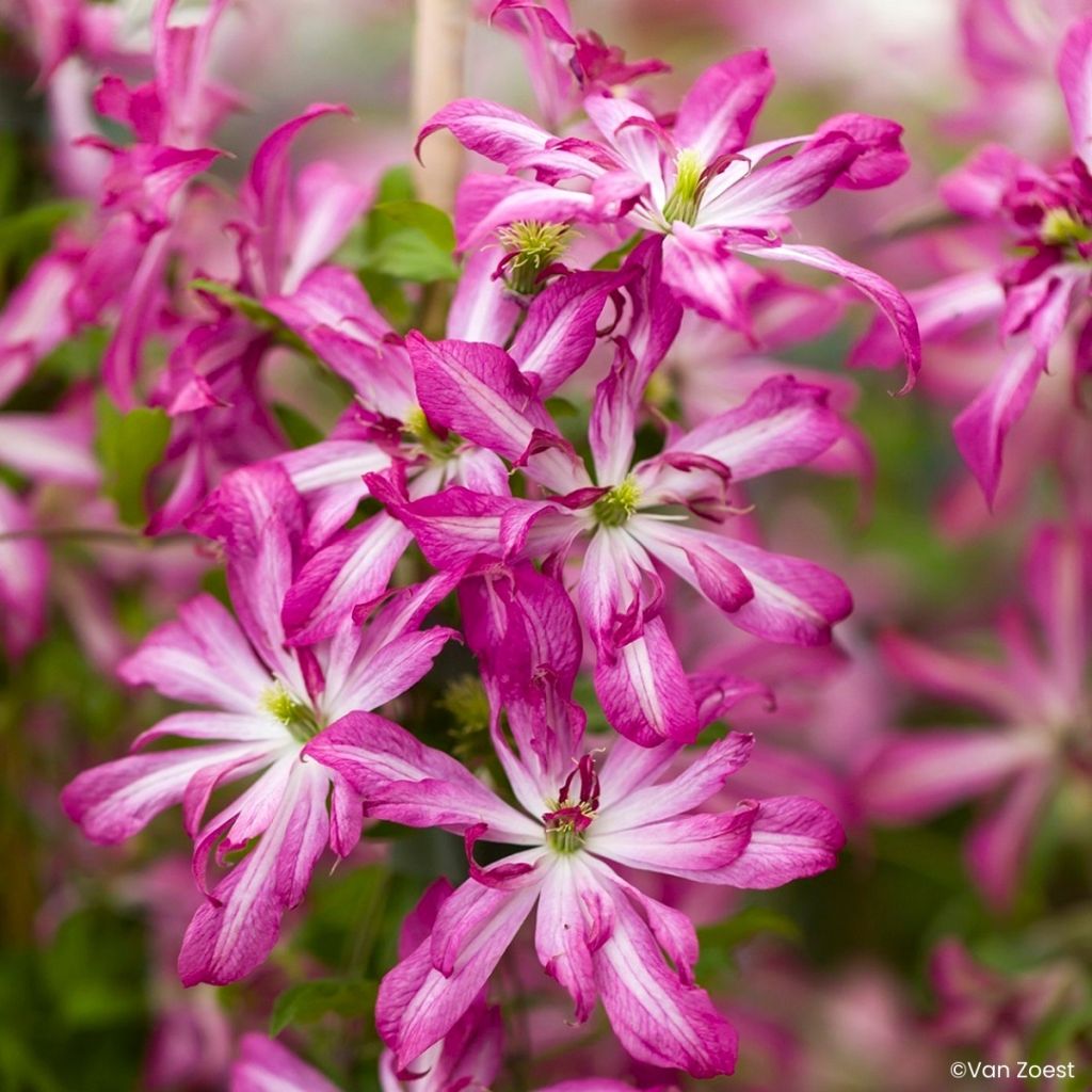Clematis viticella Glorious Surprise
