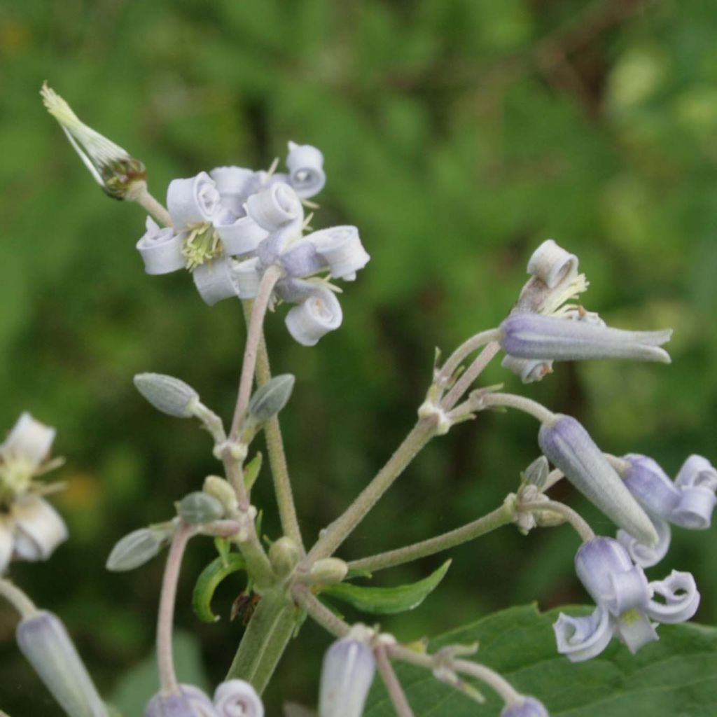 Clematis stans