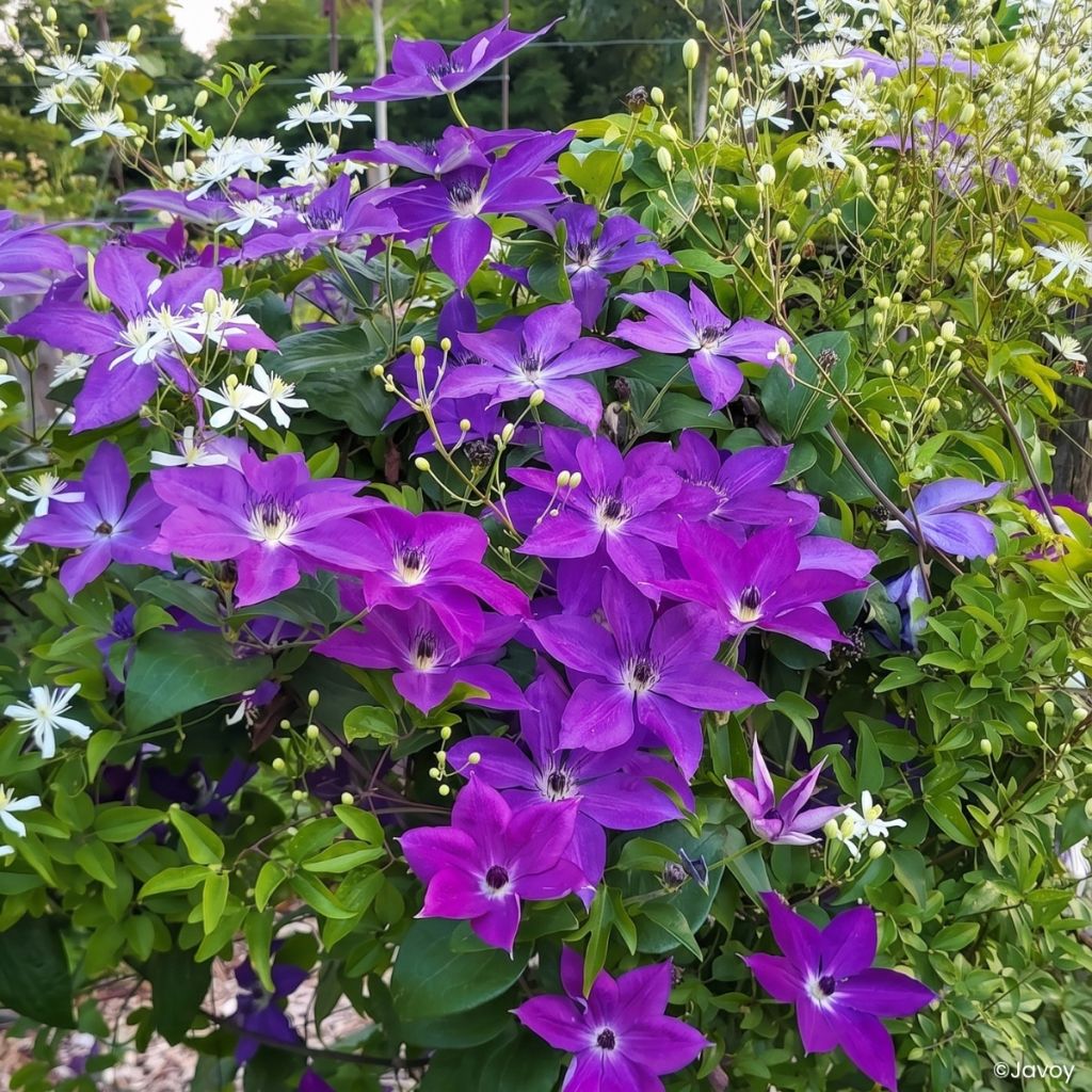 Clematis Mont St Michel