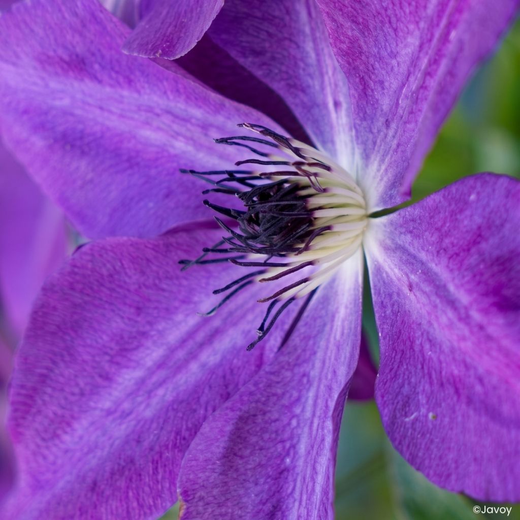 Clematis Mont St Michel