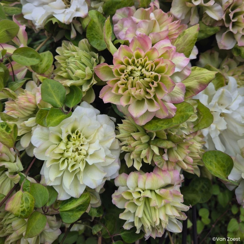 Clematis Spring Passion