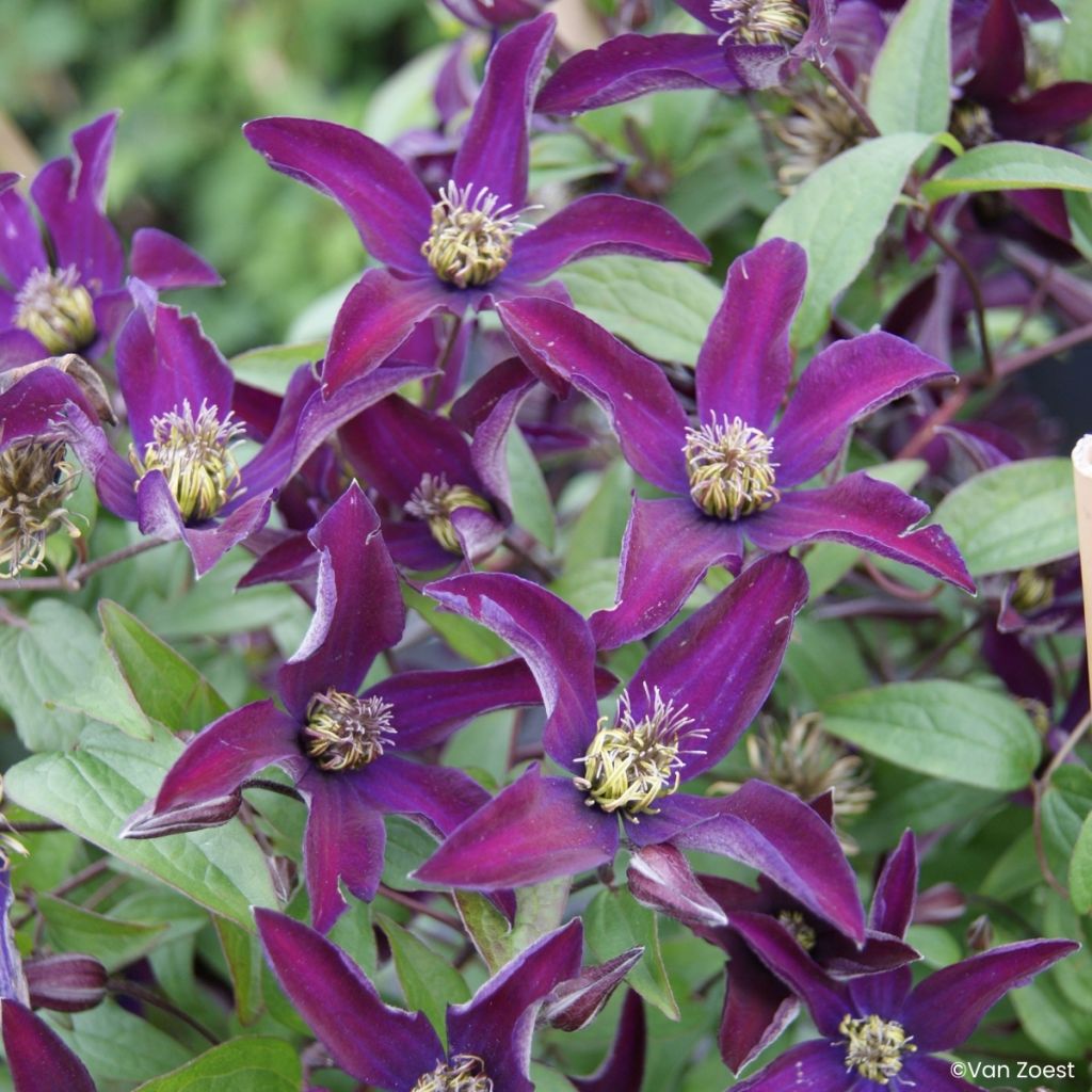 Clematis viticella Noora