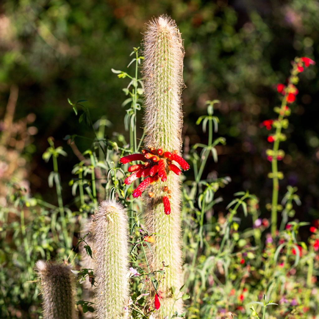 Cactus - Cleistocactus strausii