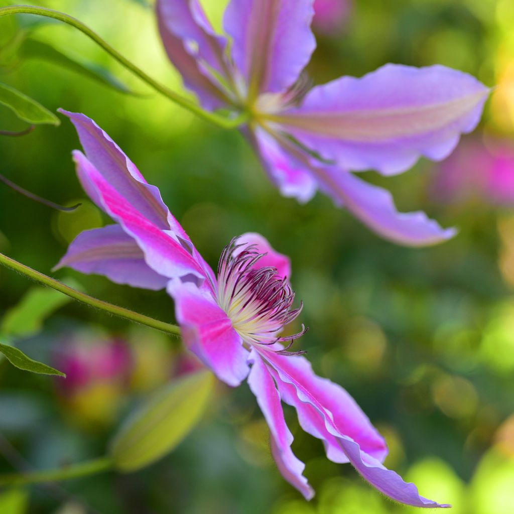 Clematis Docteur Ruppel