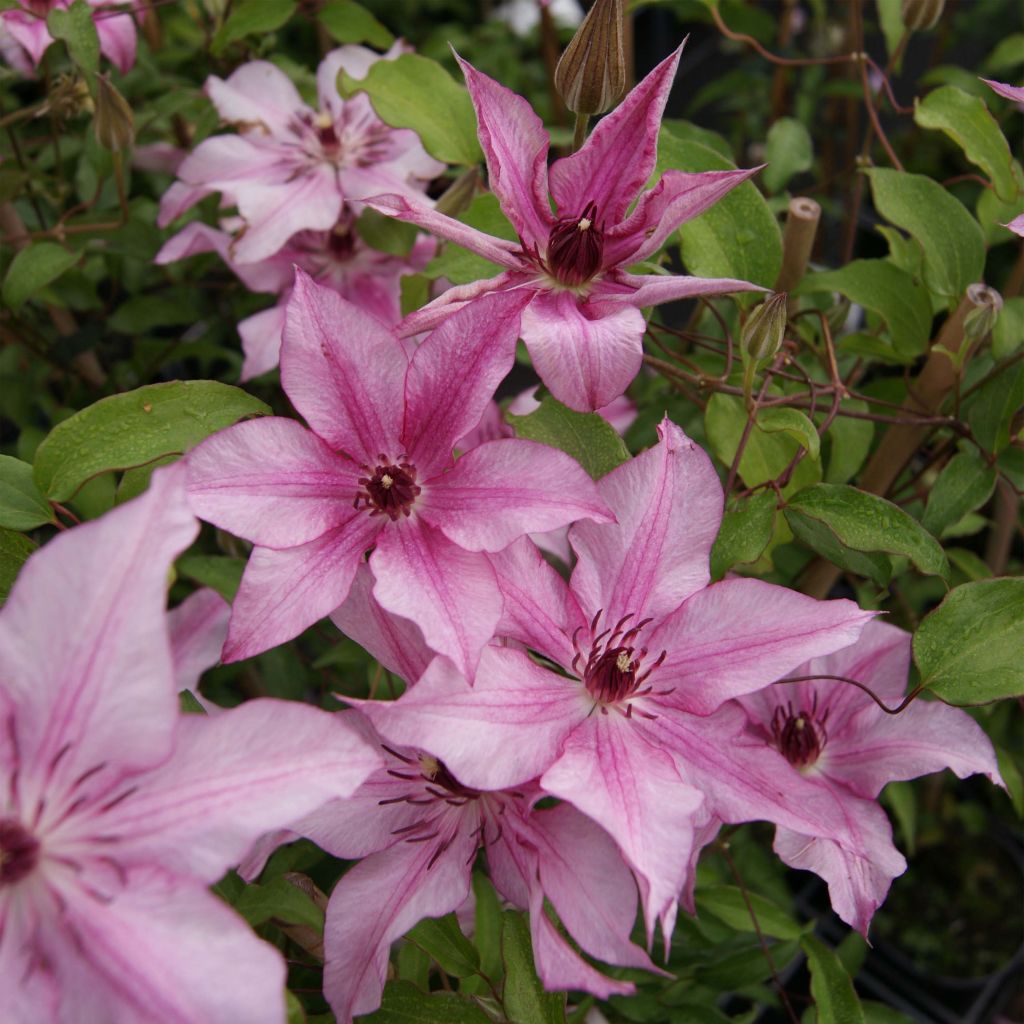 Clematis Isabella