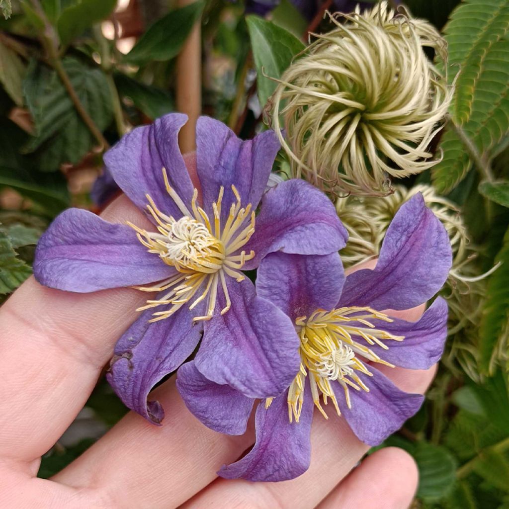 Clematis Juuli