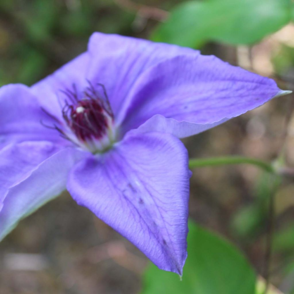 Clematis Lawsoniana