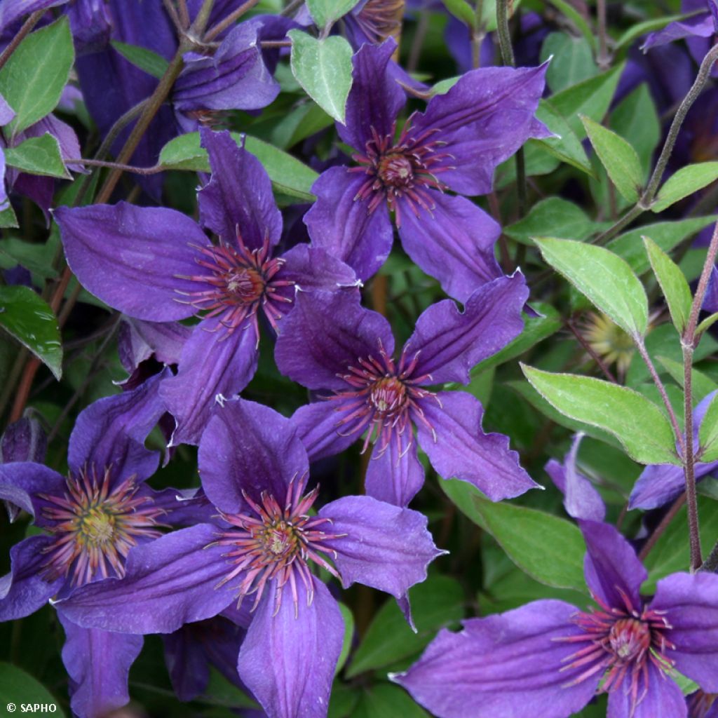 Clematis Saphyra Violetta