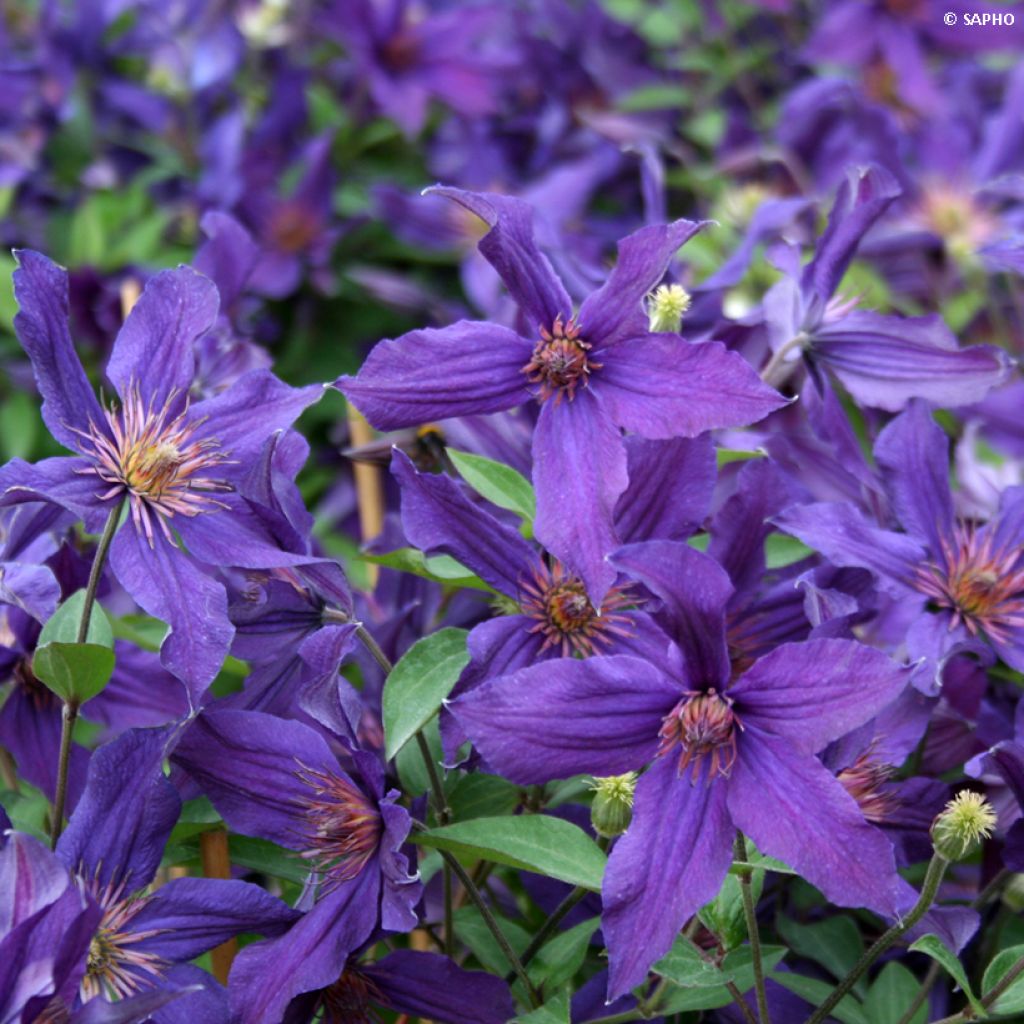 Clematis Saphyra Violetta
