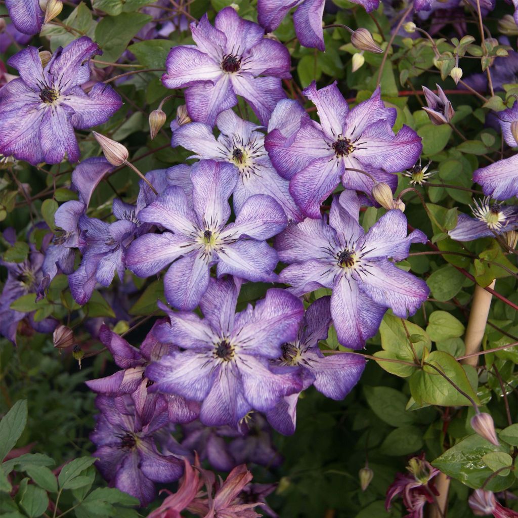 Clematis viticella Super Nova