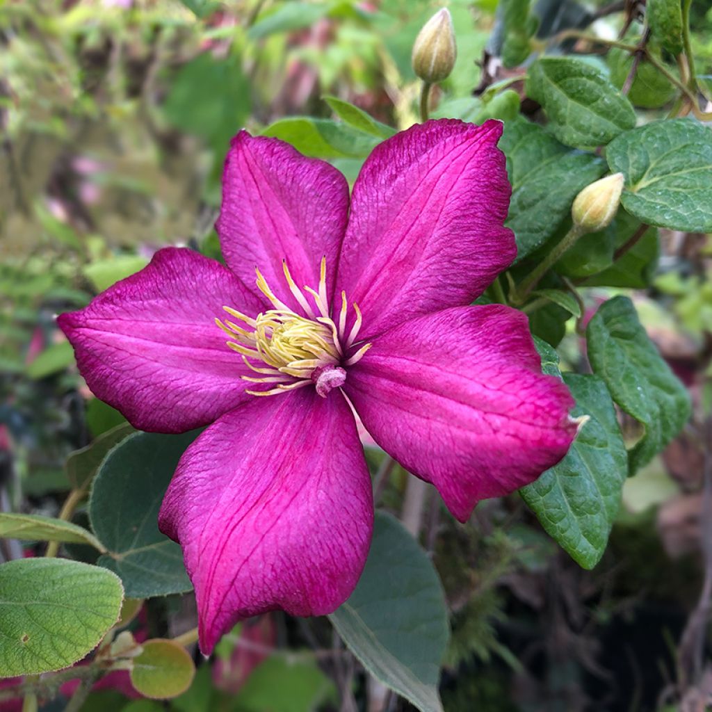 Clematis Ville de Lyon