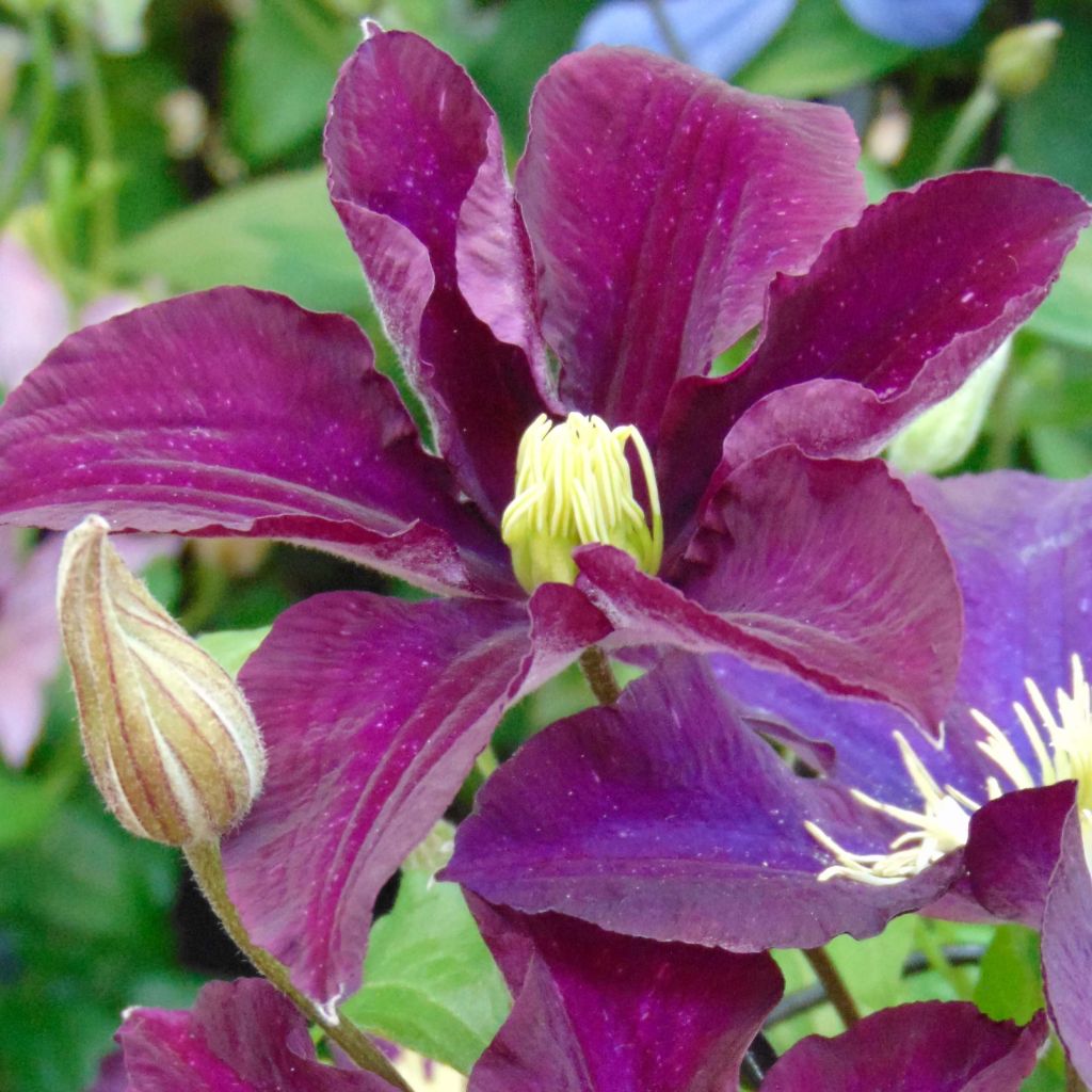 Clematis Warszawska Nike