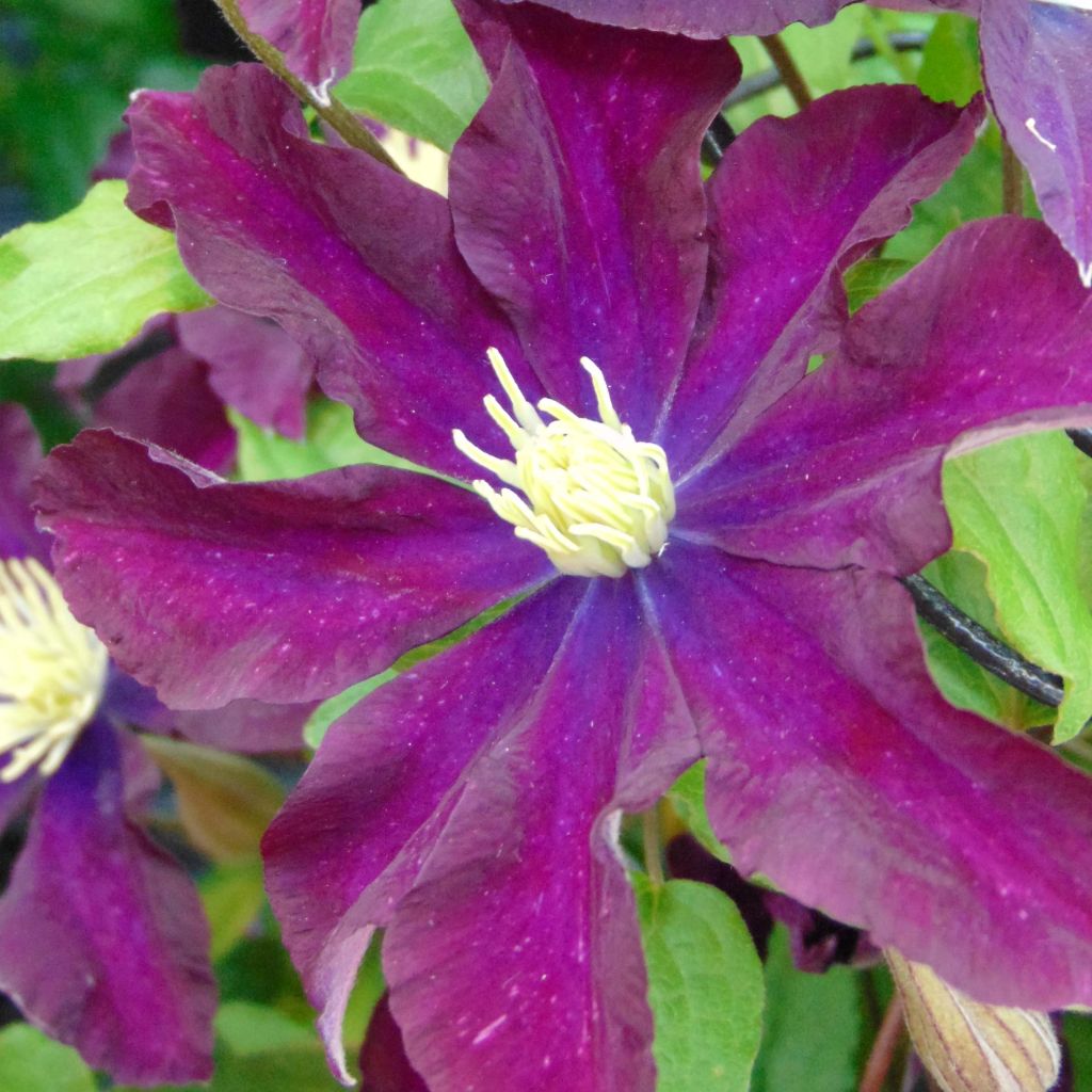 Clematis Warszawska Nike