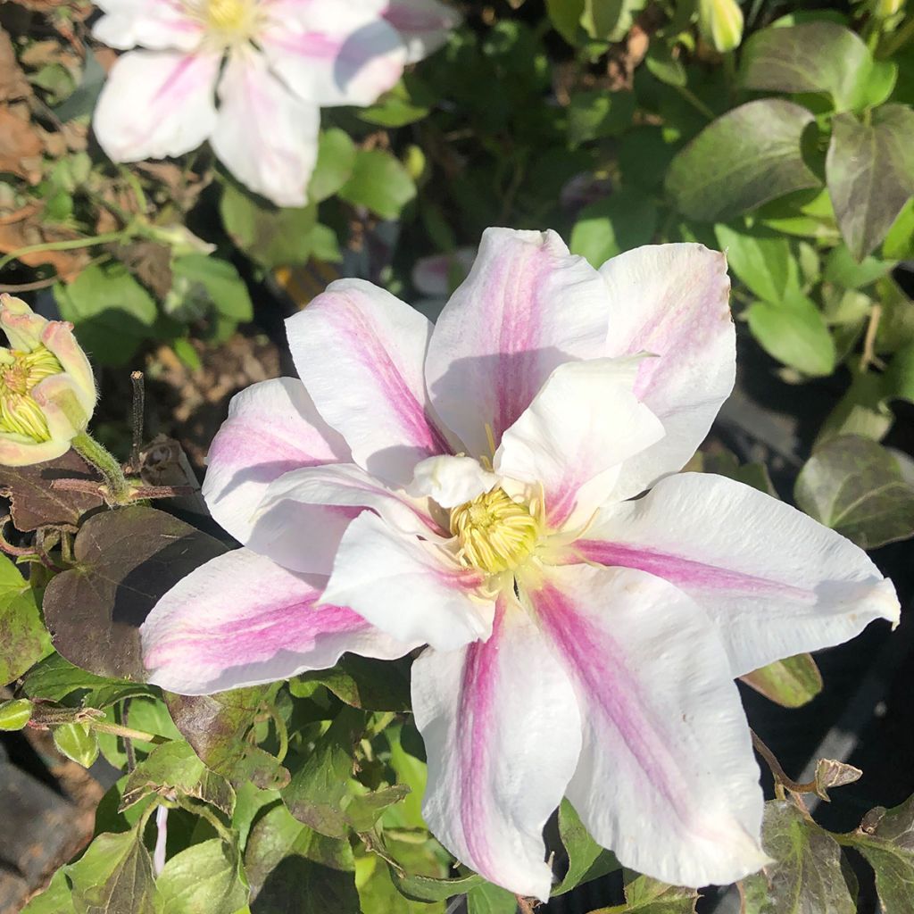 Clematis Andromeda