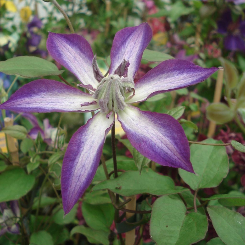 Clematis viticella Astra nova