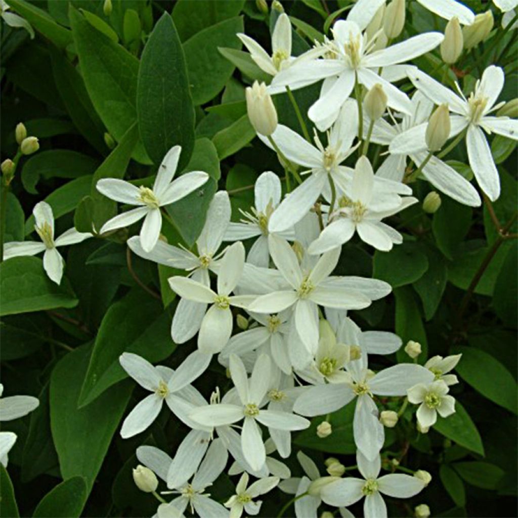 Clematis flammula mandshurica - Clemátide olorosa