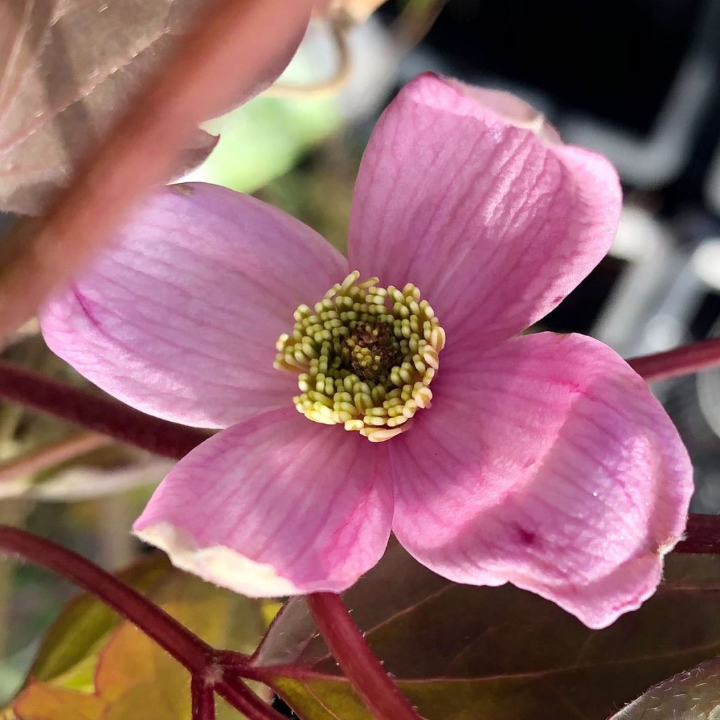 Clematis montana Elizabeth