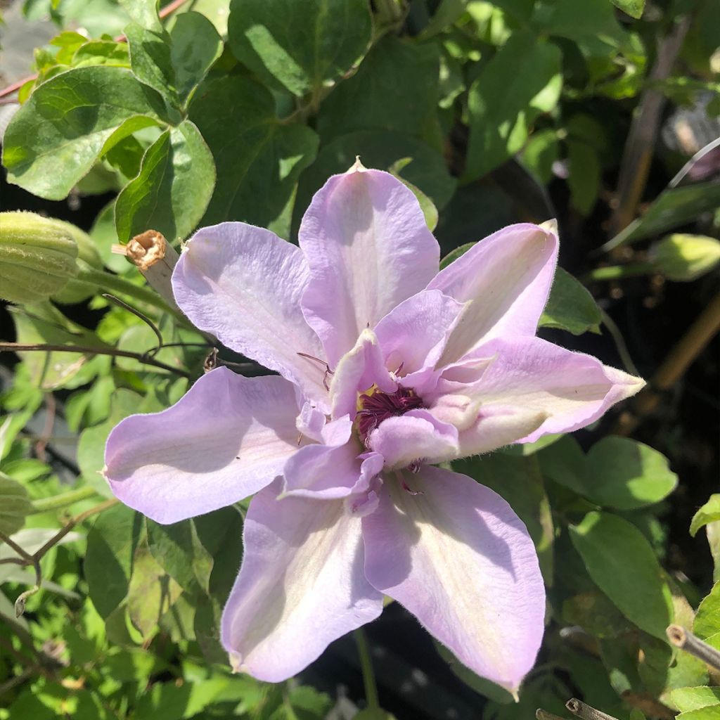 Clematis Mandy