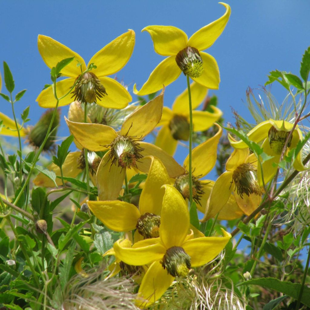 Clematis tibetana subsp. tangutica - Clemátide dorada