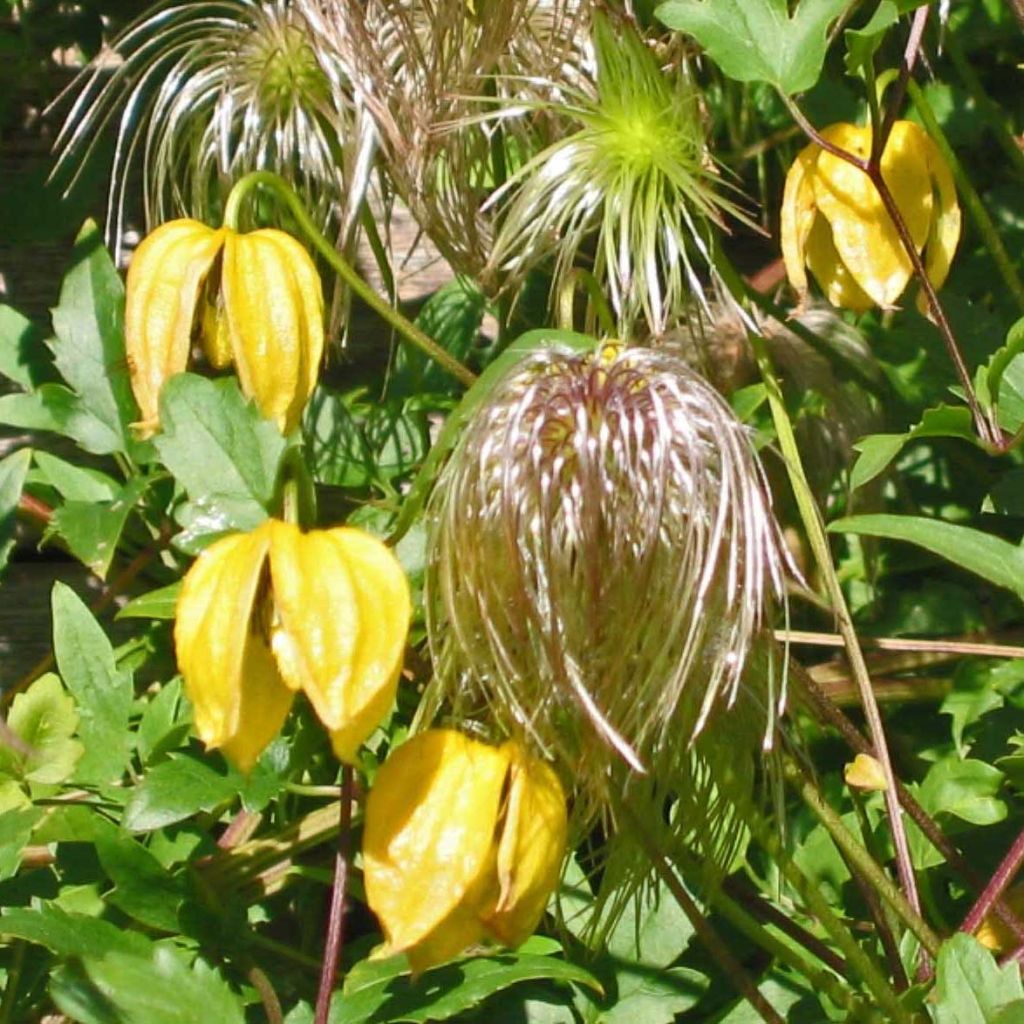 Clematis tibetana subsp. tangutica - Clemátide dorada