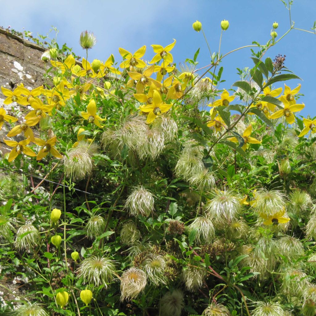 Clematis tibetana subsp. tangutica - Clemátide dorada