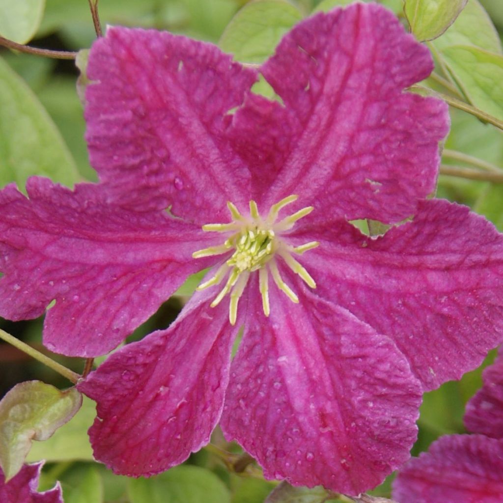 Clematis viticella Abundance