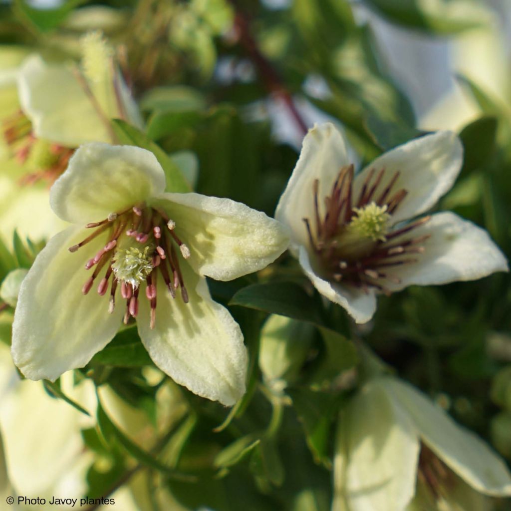 Clematis napaulensis Christmas Surprise