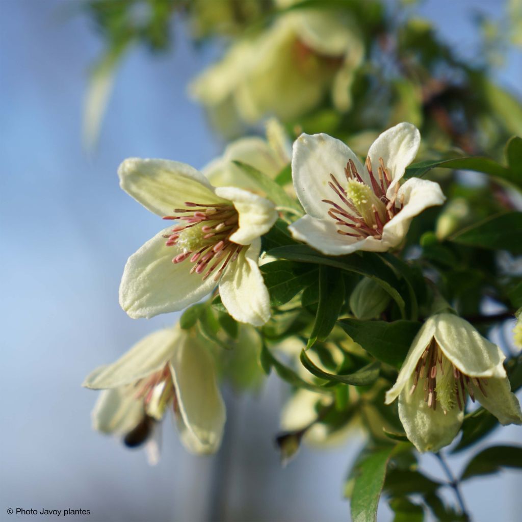 Clematis napaulensis Christmas Surprise