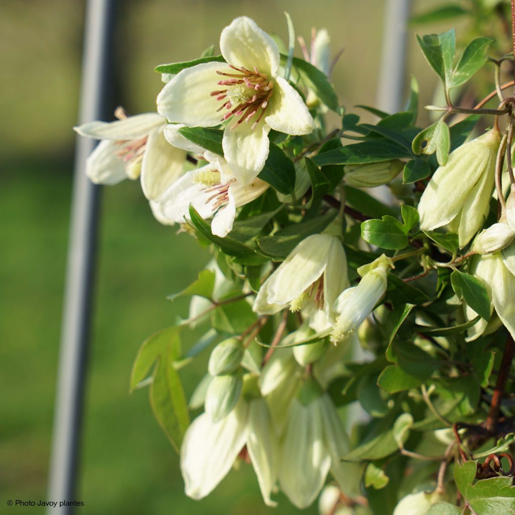 Clematis napaulensis Christmas Surprise