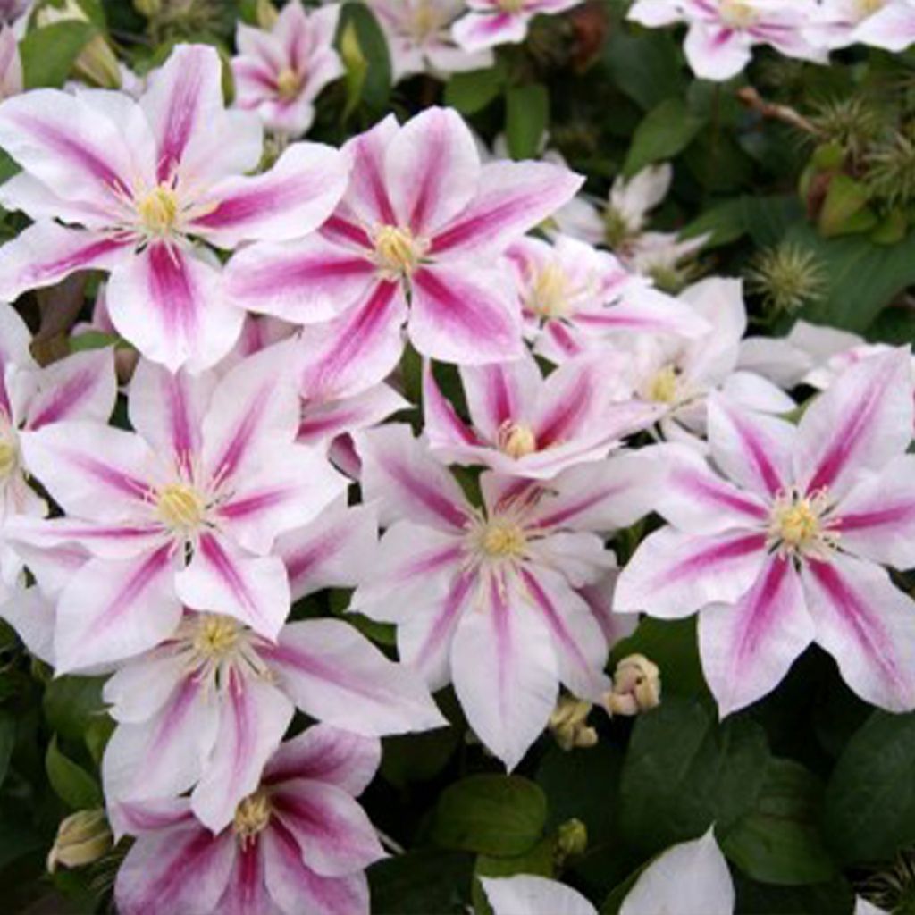 Clematis Andromeda