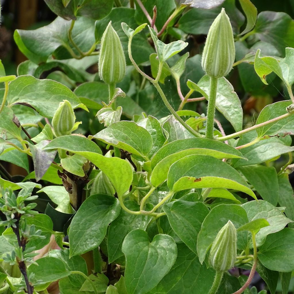 Clematis Andromeda