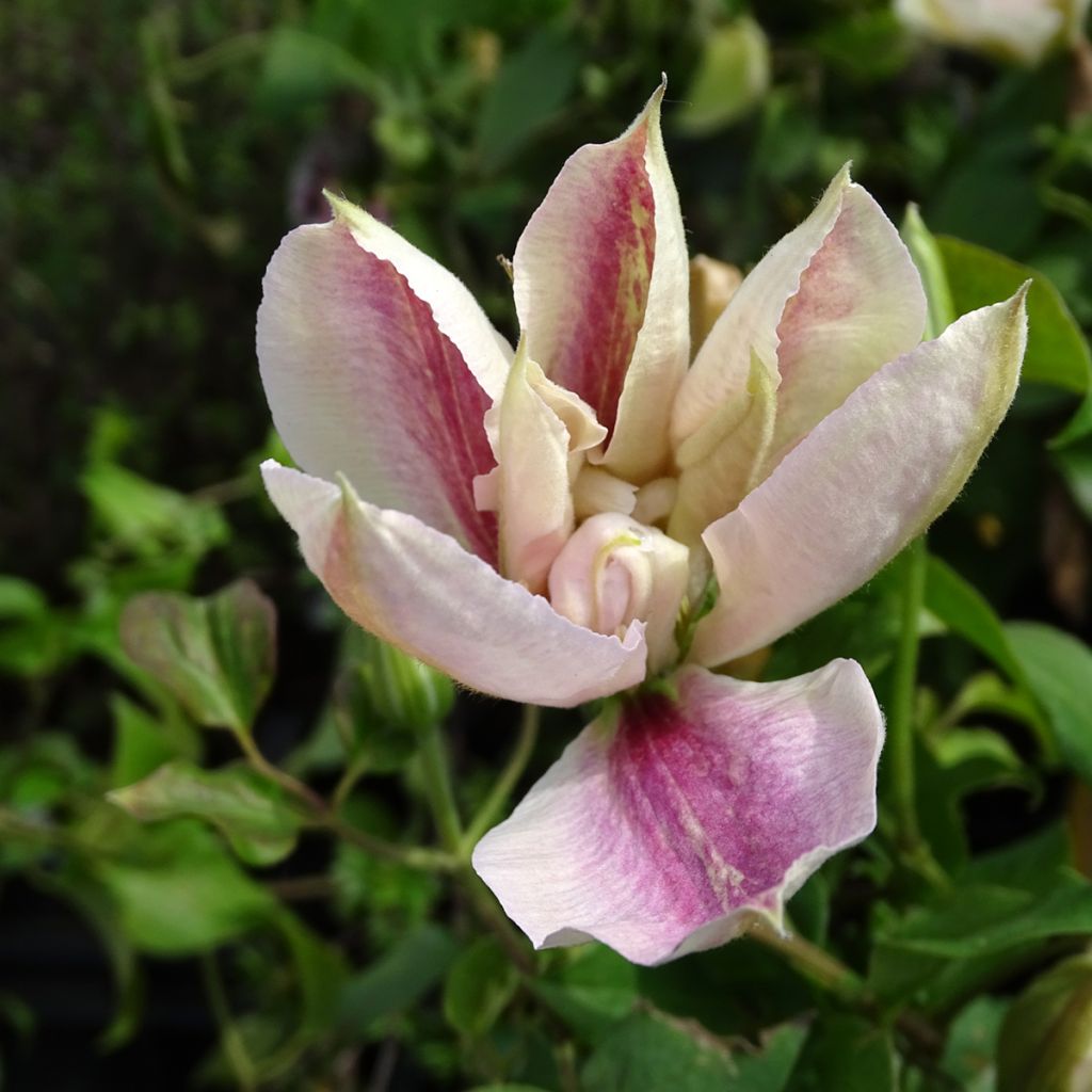 Clematis Andromeda