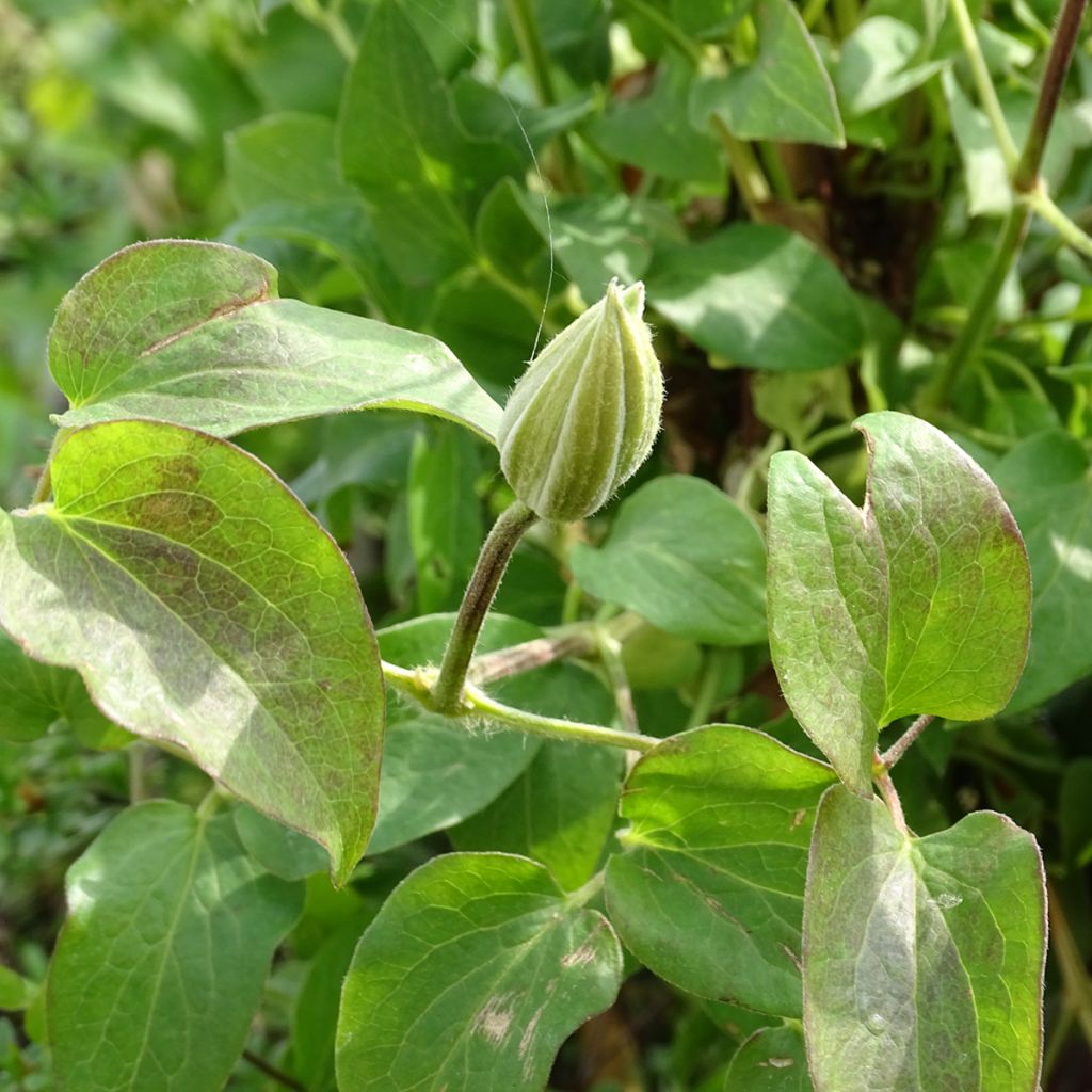 Clematis Andromeda