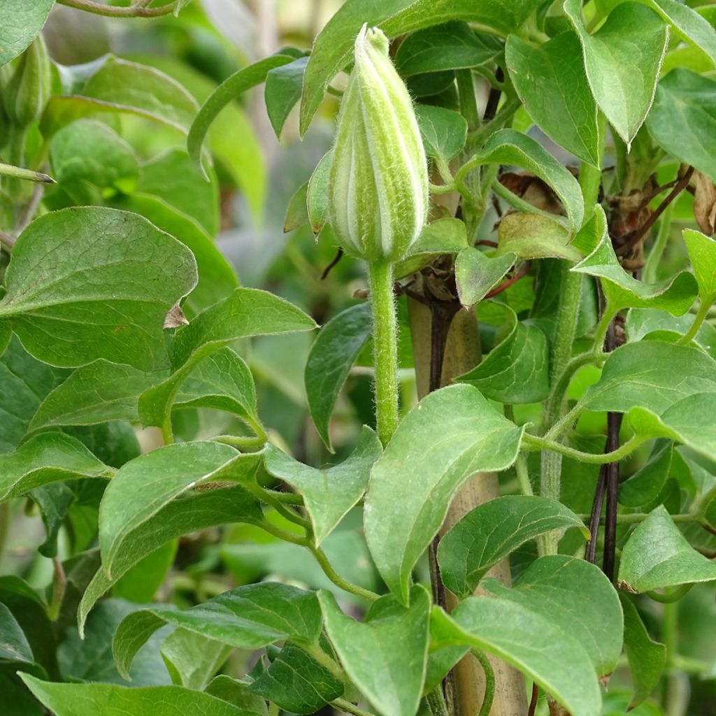 Clematis Andromeda