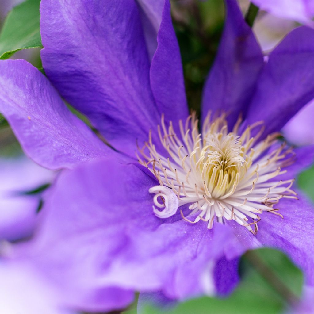 Clematis Couronne Royale