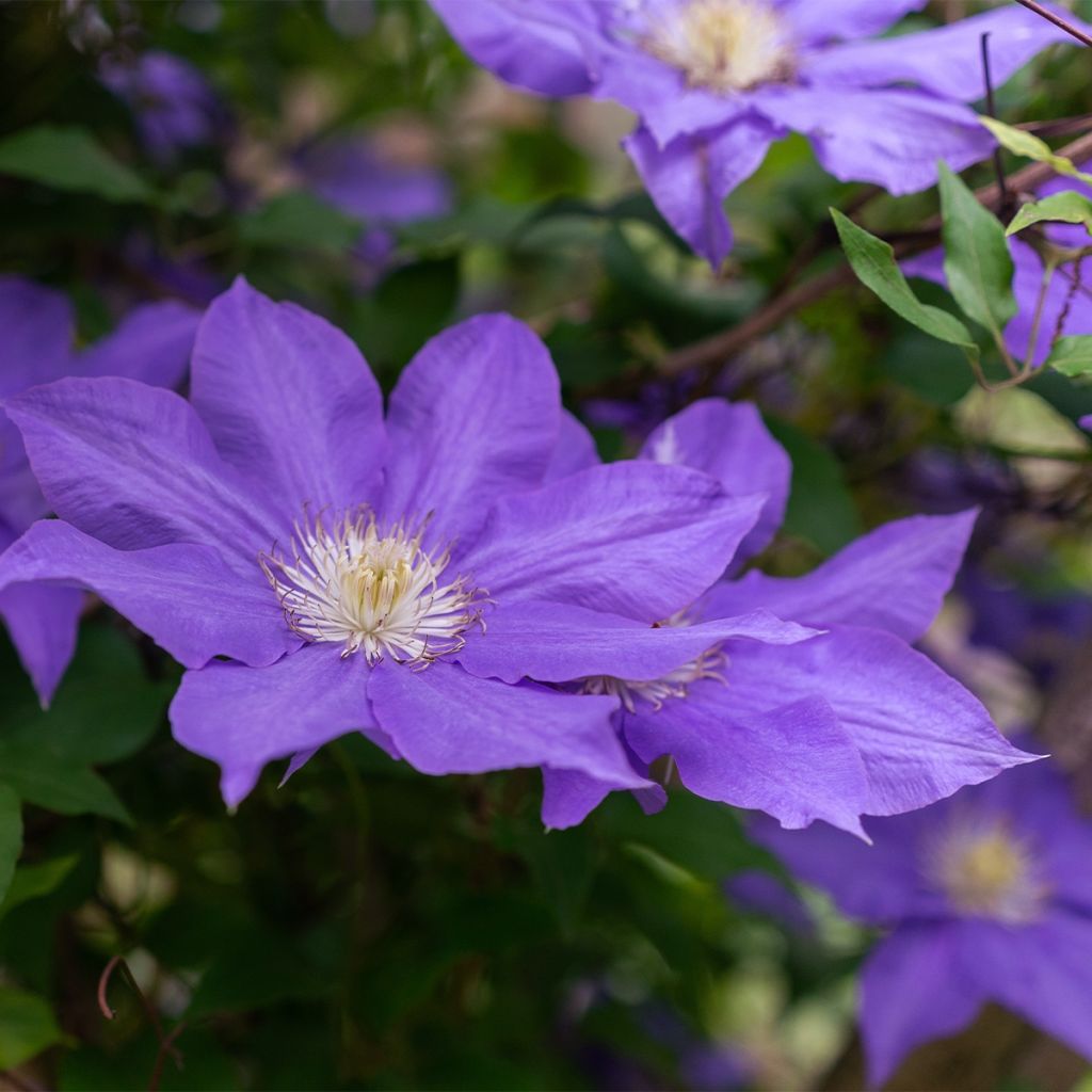 Clematis Couronne Royale