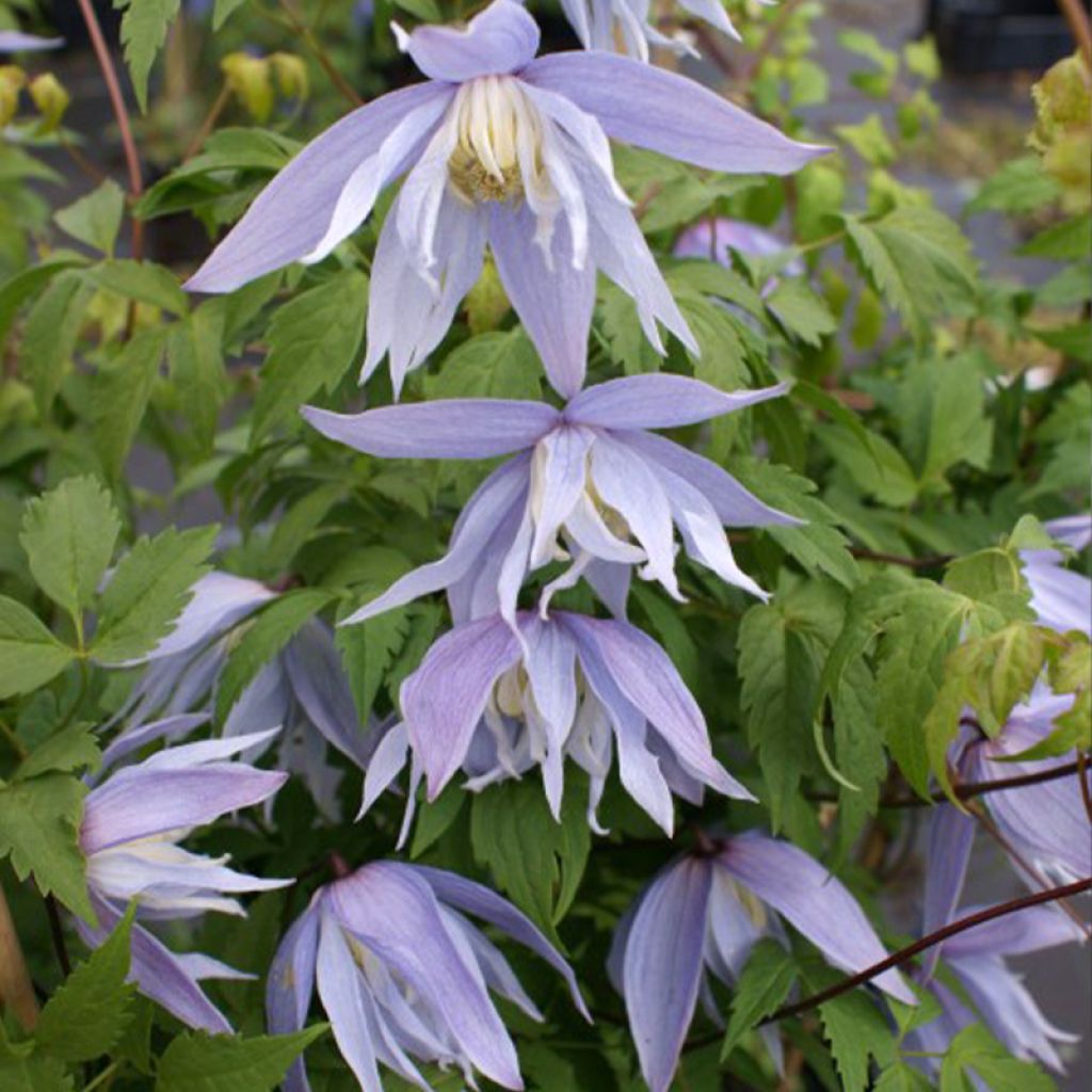 Clematis Eximia
