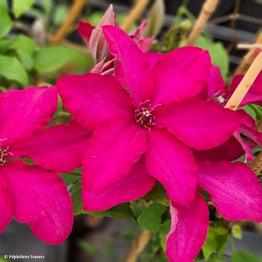 Clematis Solidarnosc