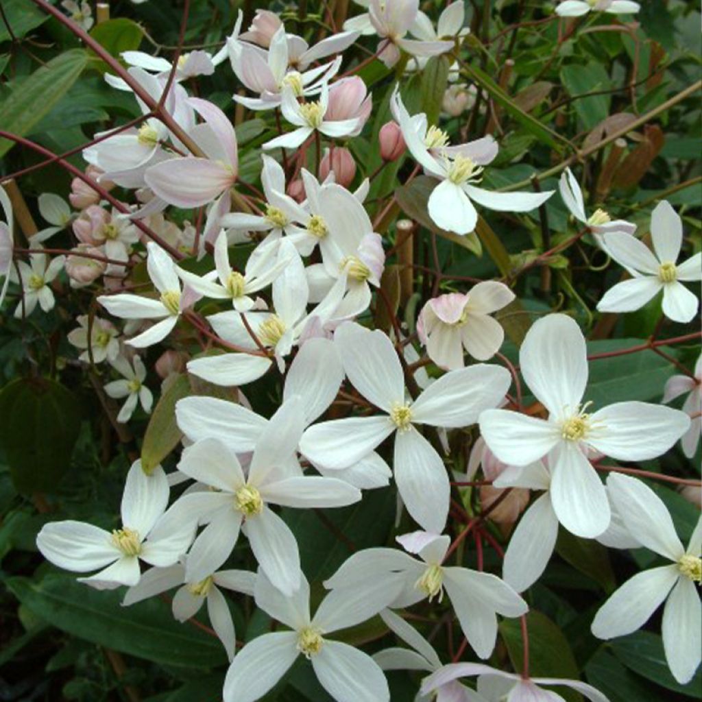 Clematis armandii Apple Blossom - Clemátide de Armand