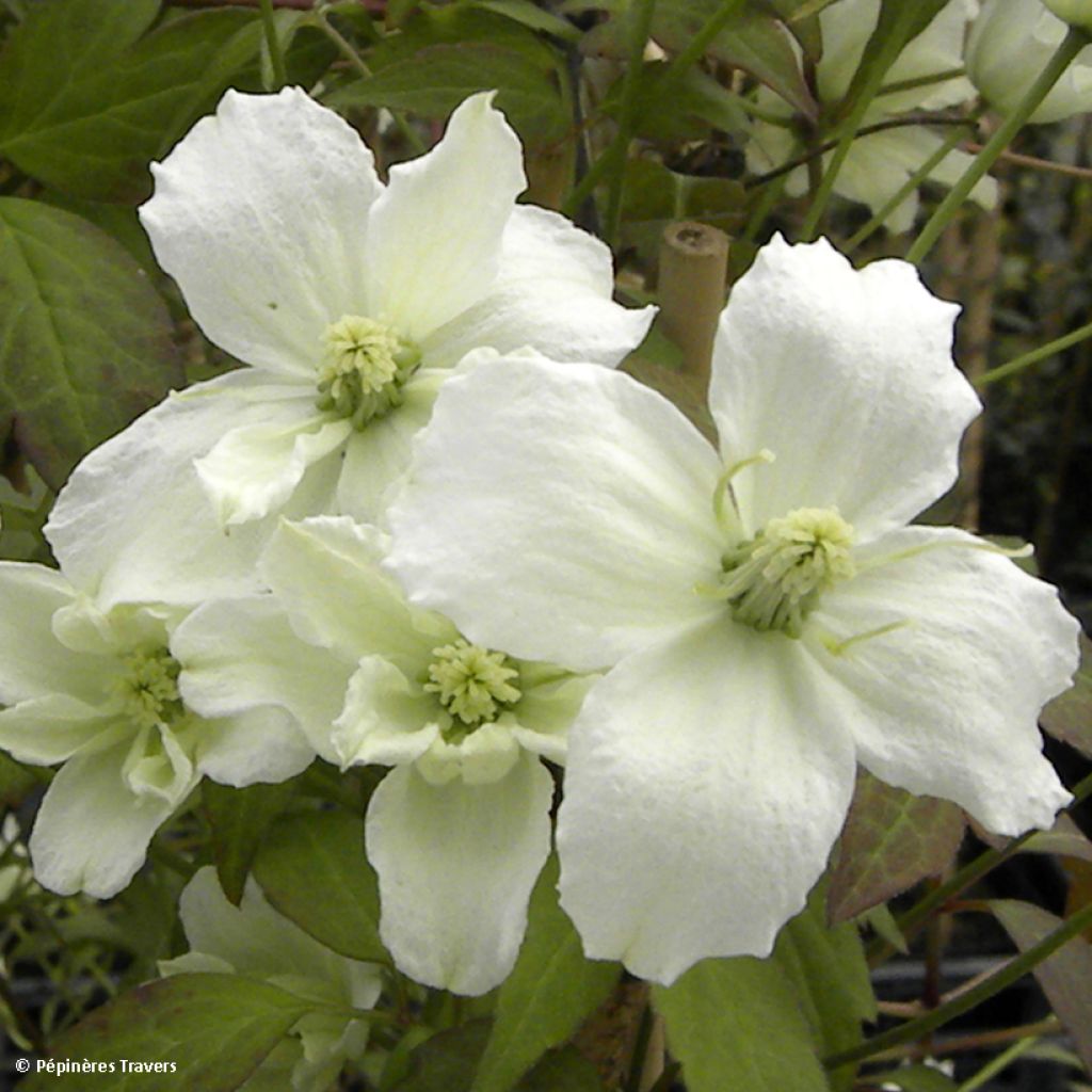Clematis montana Starlet White Perfume