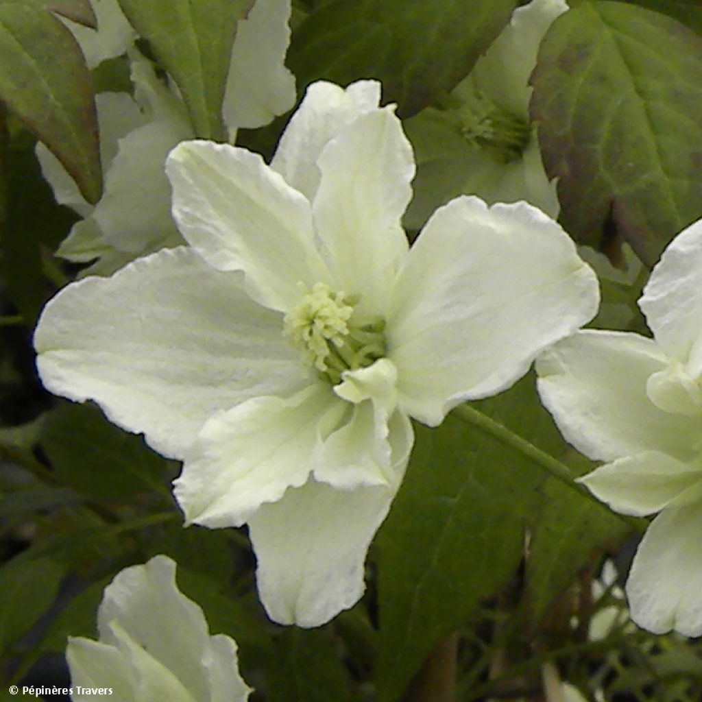 Clematis montana Starlet White Perfume