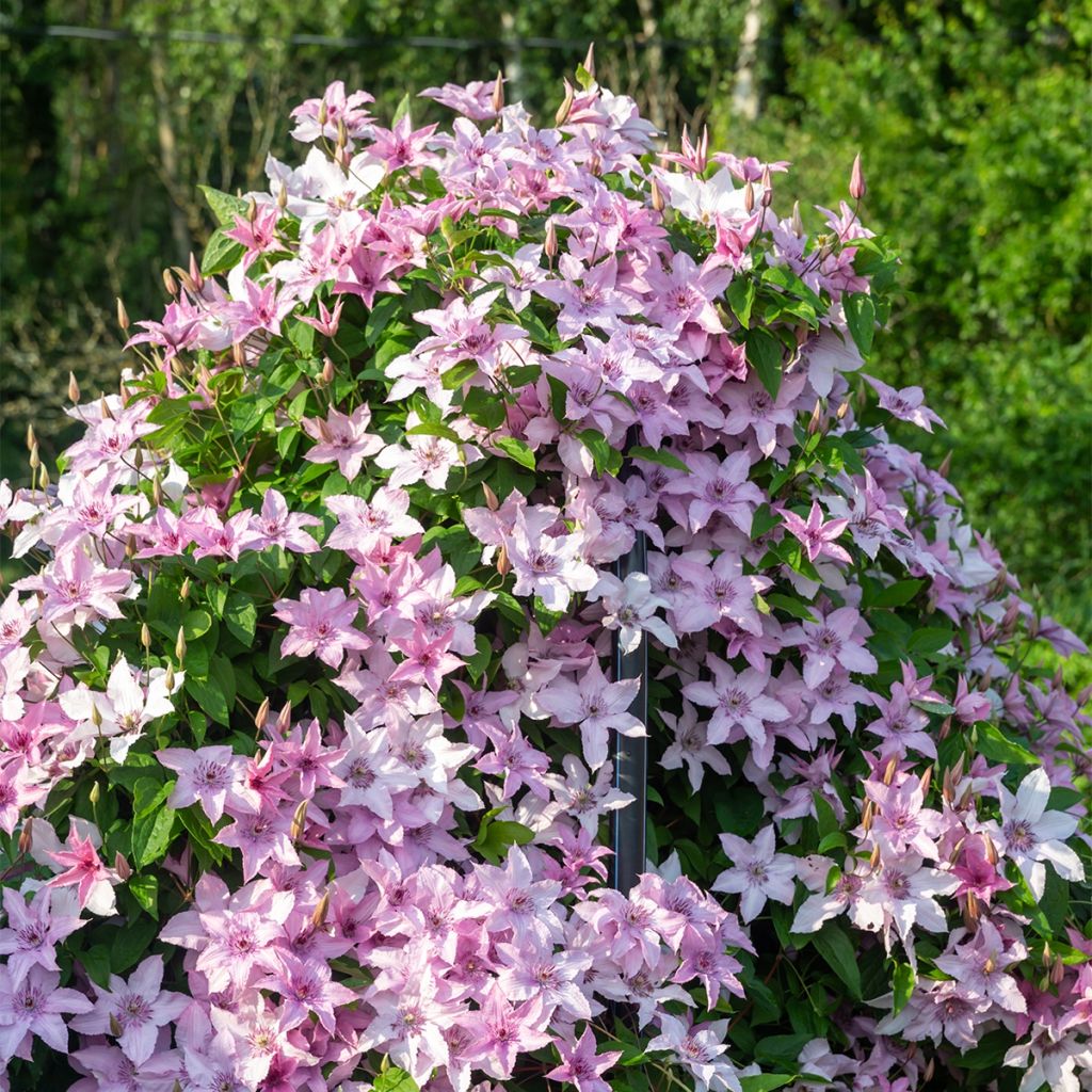 Clematis Mandy