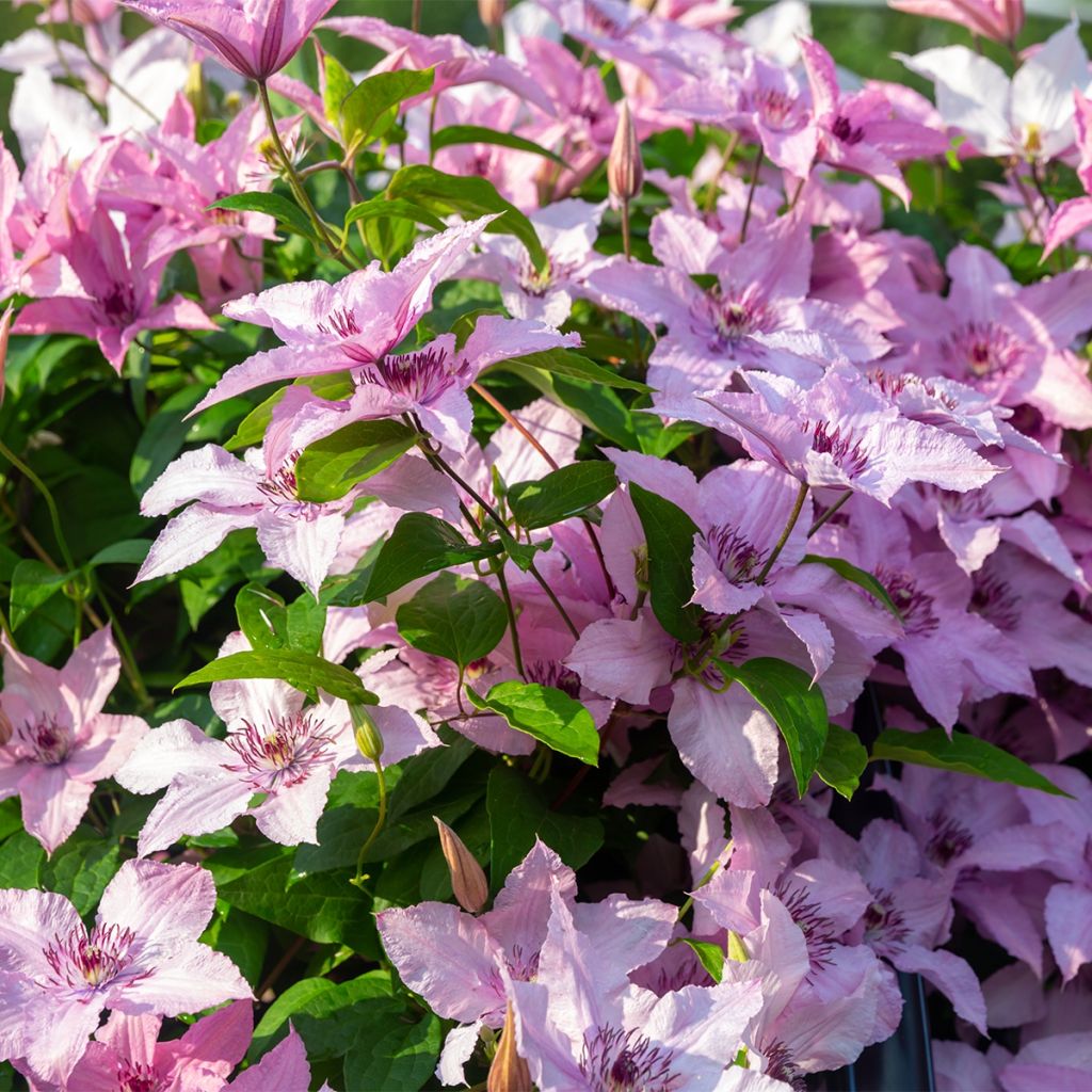 Clematis Mandy