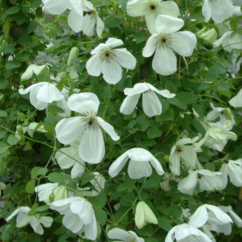 Clematis Maria Cornelia
