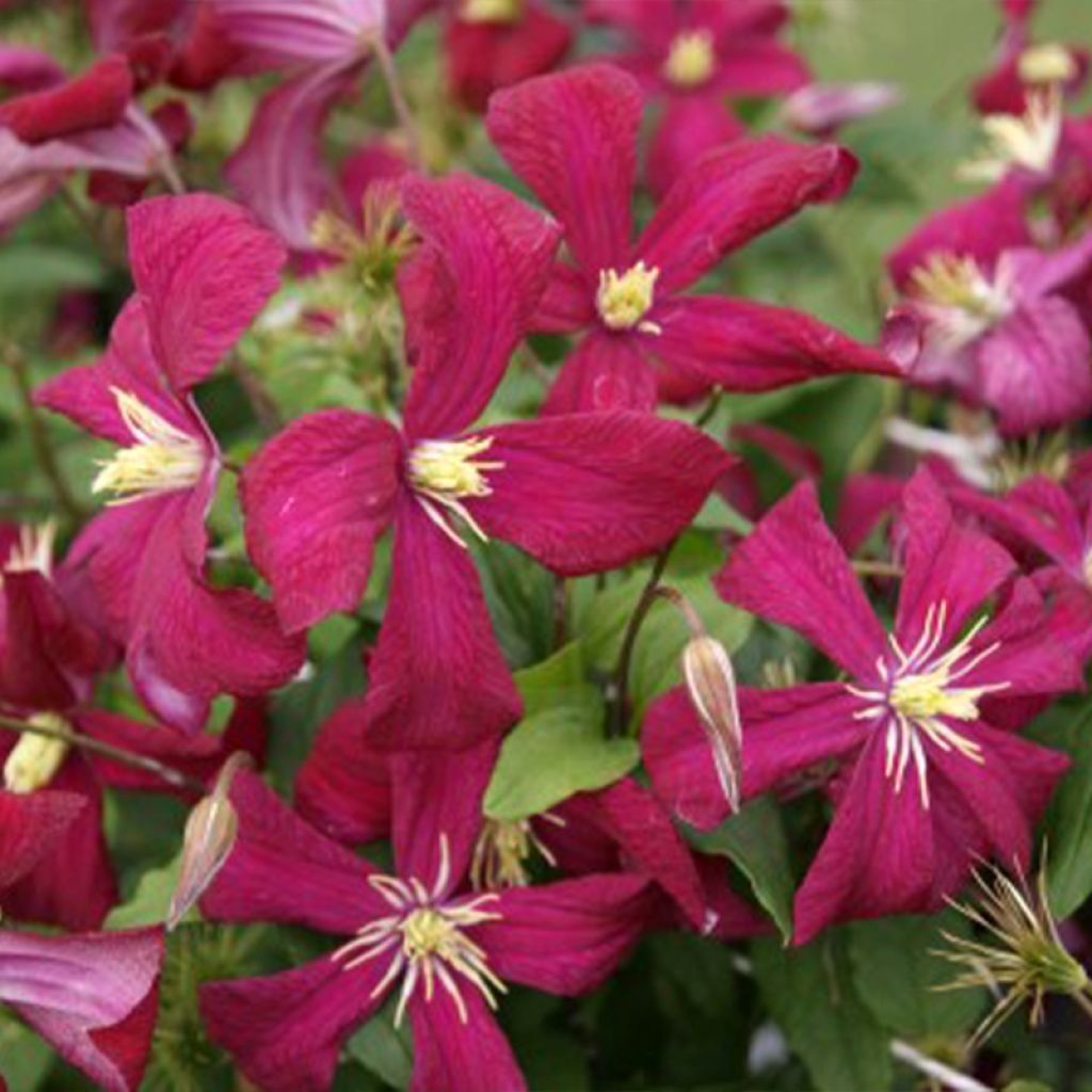 Clematis viticella Mme Julia Correvon