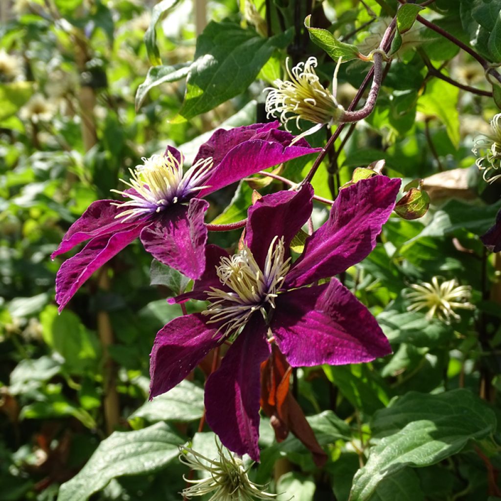Clematis viticella Mme Julia Correvon
