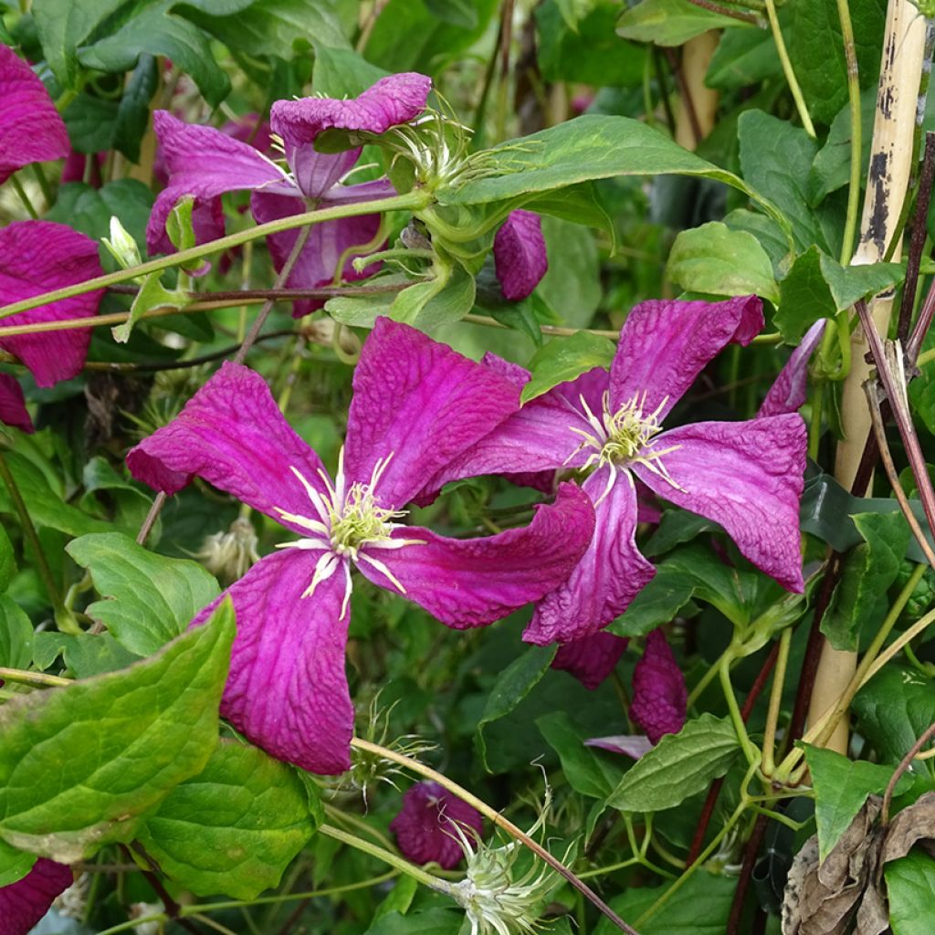 Clematis viticella Mme Julia Correvon