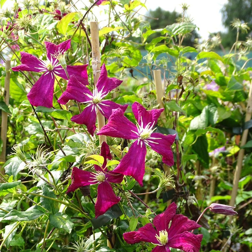 Clematis viticella Mme Julia Correvon
