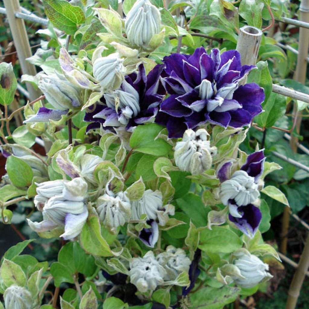 Clematis Shin-Shigyoku